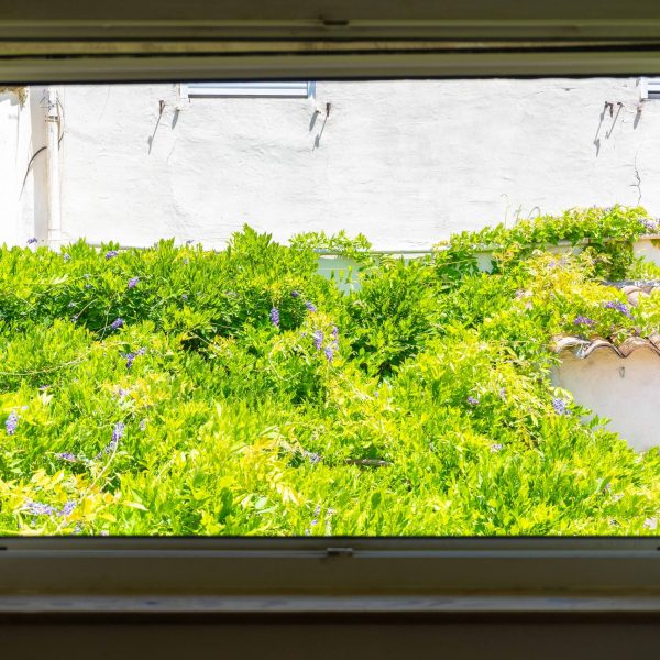 terrasse avec glycine maison Marseille La Valentine